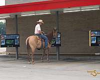 ridden-english-quarter-horse