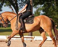 ridden-western-quarter-horse
