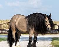 driving-gypsy-vanner-horse