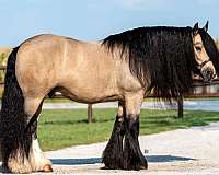flashy-gypsy-vanner-horse