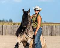 husband-safe-gypsy-vanner-horse
