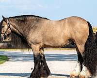 parade-gypsy-vanner-horse