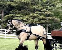 performance-gypsy-vanner-horse