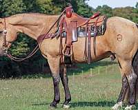 calf-roping-quarter-horse