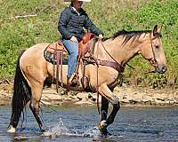 athletic-quarter-horse