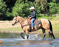 flashy-quarter-horse