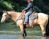 performance-quarter-horse