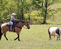 husband-safe-quarter-horse