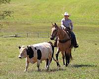 ranch-quarter-horse