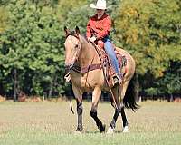 ranch-versatility-quarter-horse