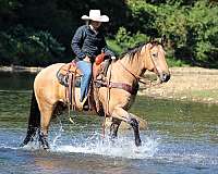 ranch-work-quarter-horse