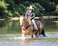 show-quarter-horse