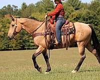 roping-quarter-horse