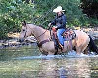 trail-quarter-horse