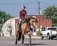all-around-percheron-horse