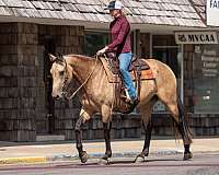 athletic-percheron-horse