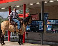 cross-percheron-horse