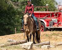 draft-percheron-horse