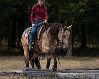 dressage-percheron-horse