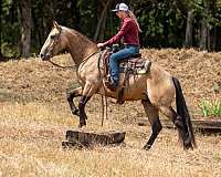 flashy-percheron-horse