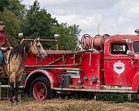 hunter-jumper-percheron-horse