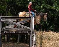 jumping-percheron-horse
