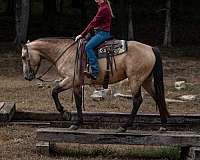 performance-percheron-horse