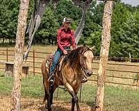 ranch-percheron-horse