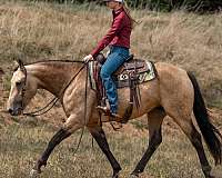 ridden-english-percheron-horse