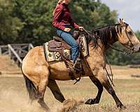 ridden-western-percheron-horse