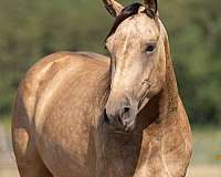 show-percheron-horse