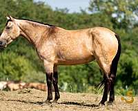 show-hack-percheron-horse