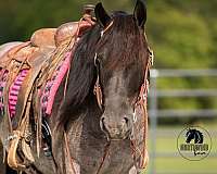 athletic-draft-horse