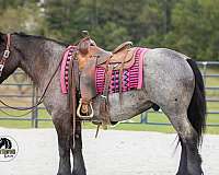 cross-draft-horse
