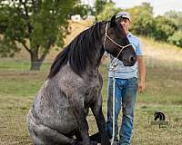 draft-horse