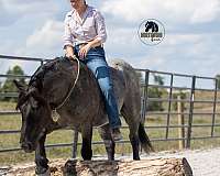 flashy-draft-horse