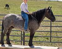 husband-safe-draft-horse