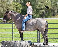 parade-draft-horse