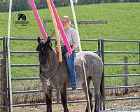 ranch-draft-horse