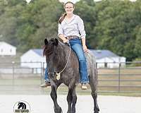 ranch-work-draft-horse