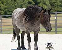 show-draft-horse