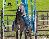 trail-draft-horse