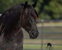 trail-riding-draft-horse