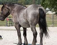 western-riding-draft-horse