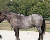 blue-roan-draft-gelding