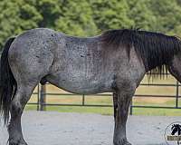working-cattle-draft-horse
