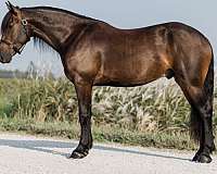 cross-friesian-horse