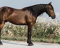 draft-friesian-horse