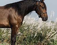 dressage-friesian-horse