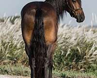 flashy-friesian-horse